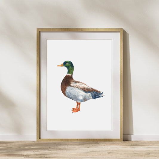 Mallard Duck Print